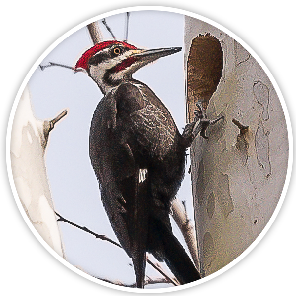 Pileated Woodpecker On Tree PNG Image