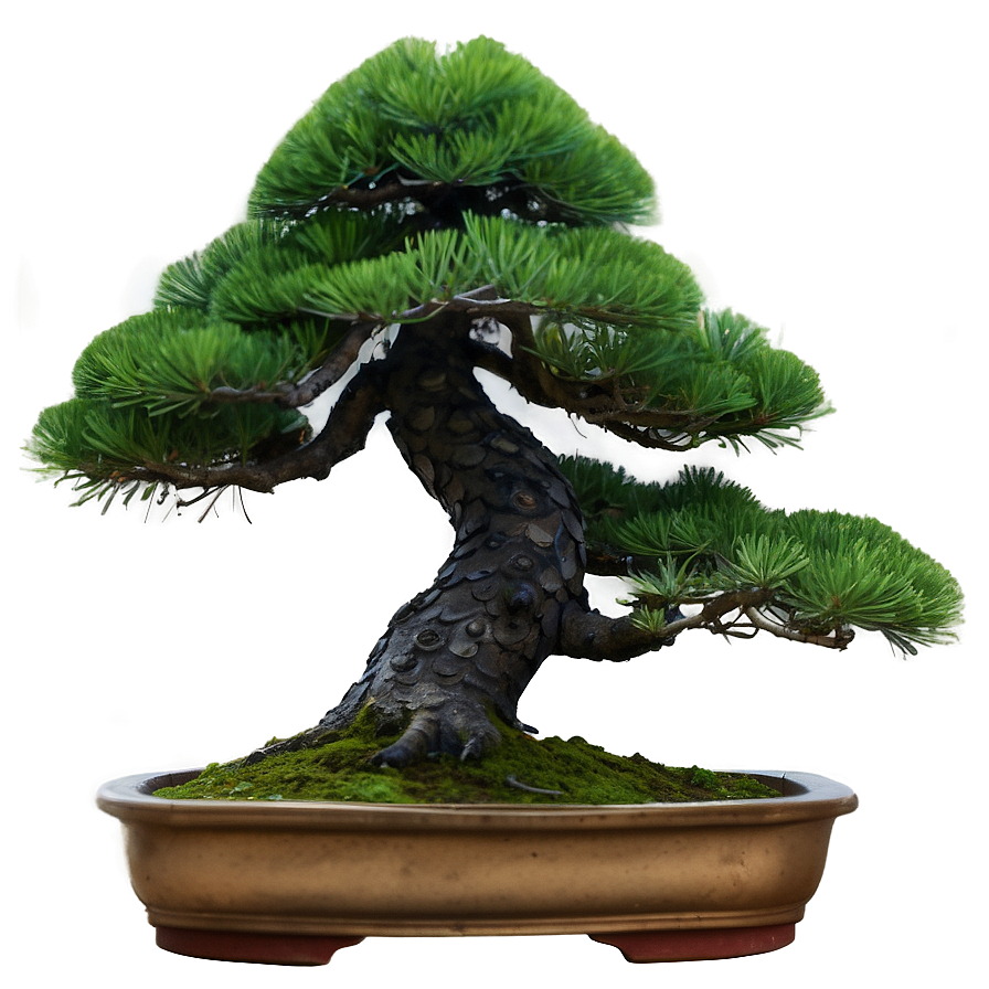 Pine Bonsai Tree Png 83 PNG Image