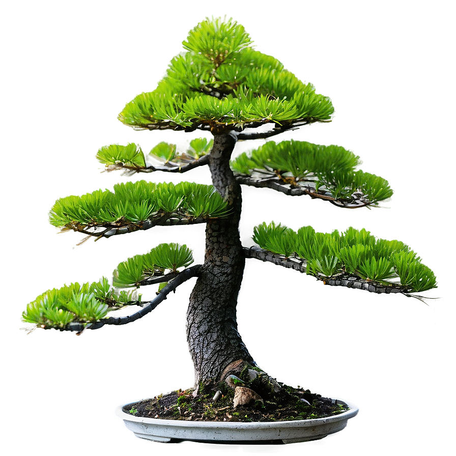 Pine Bonsai Tree Png Cja PNG Image