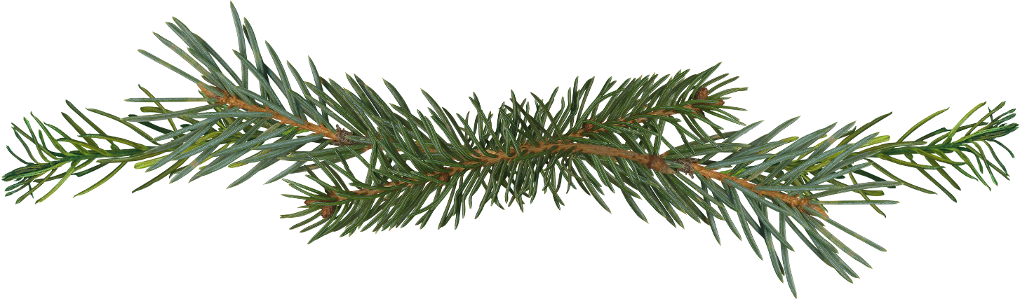 Pine Branch Isolated.png PNG Image