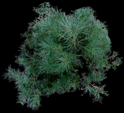 Pine Branch Top View Dark Background.jpg PNG Image