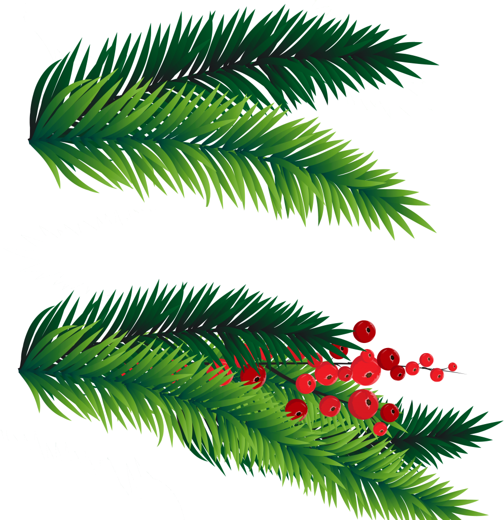 Pine Brancheswith Red Berries PNG Image