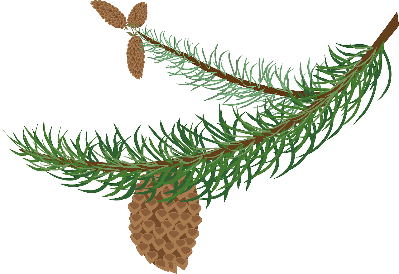 Pine Branchwith Cone PNG Image