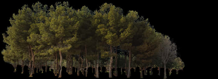 Pine Forest Edge Night PNG Image