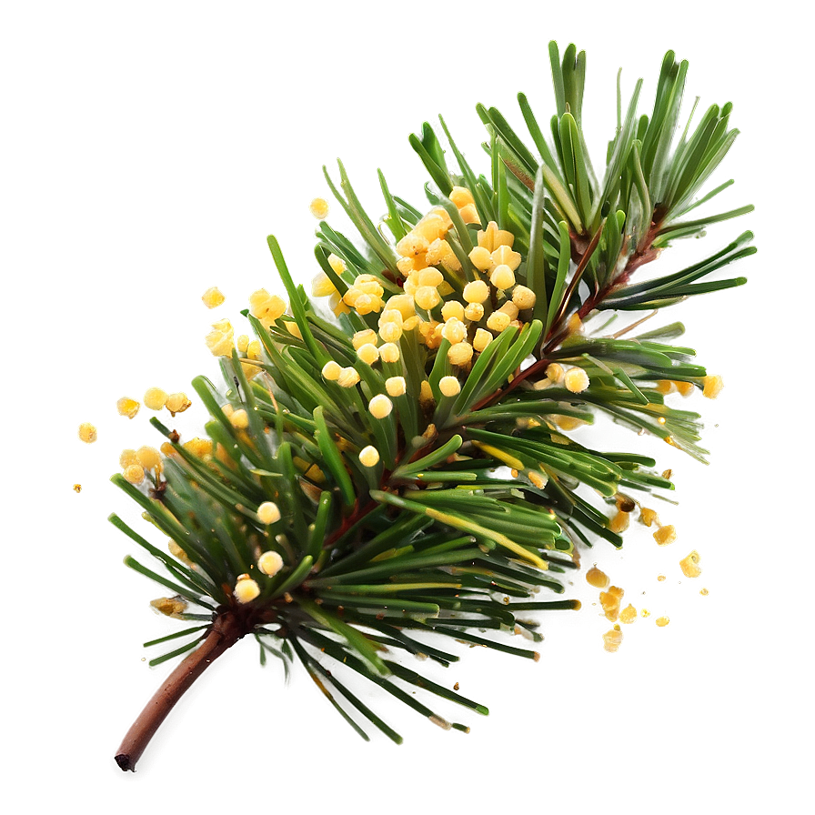 Pine Tree Pollen Cloud Png 06132024 PNG Image