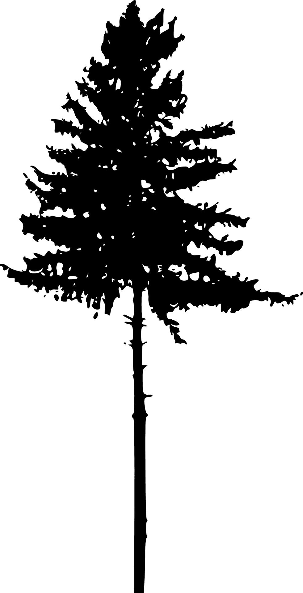 Pine Tree Silhouette Graphic PNG Image