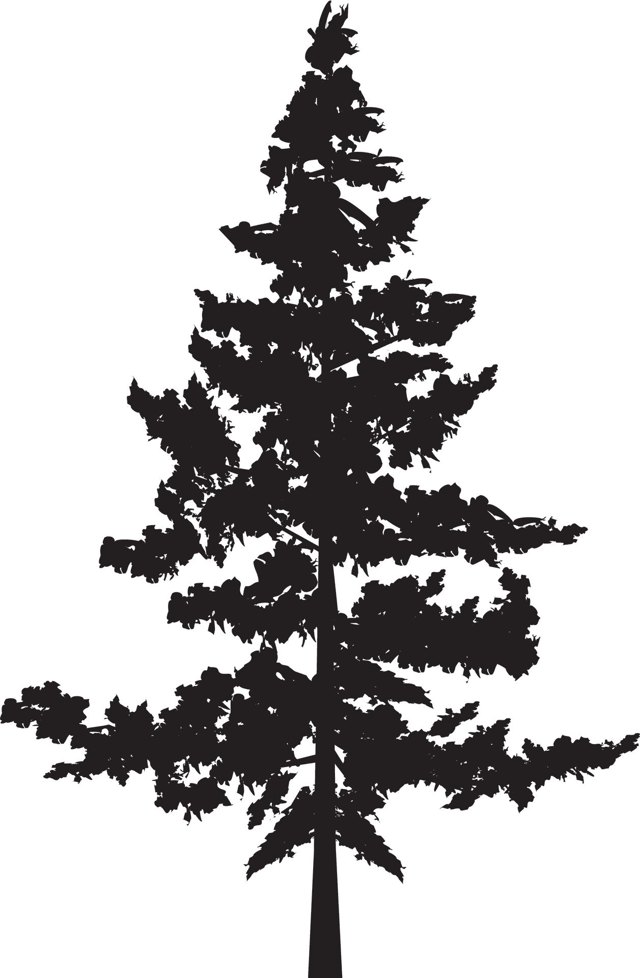 Pine Tree Silhouette Graphic PNG Image