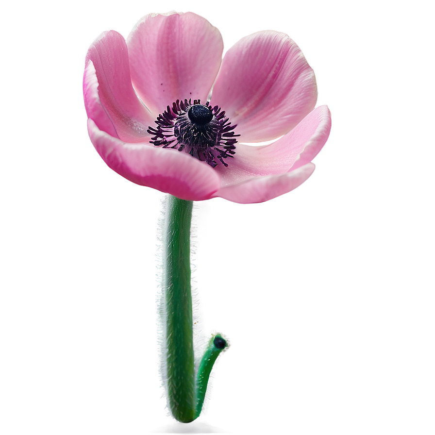 Pink Anemone Png Yil PNG Image