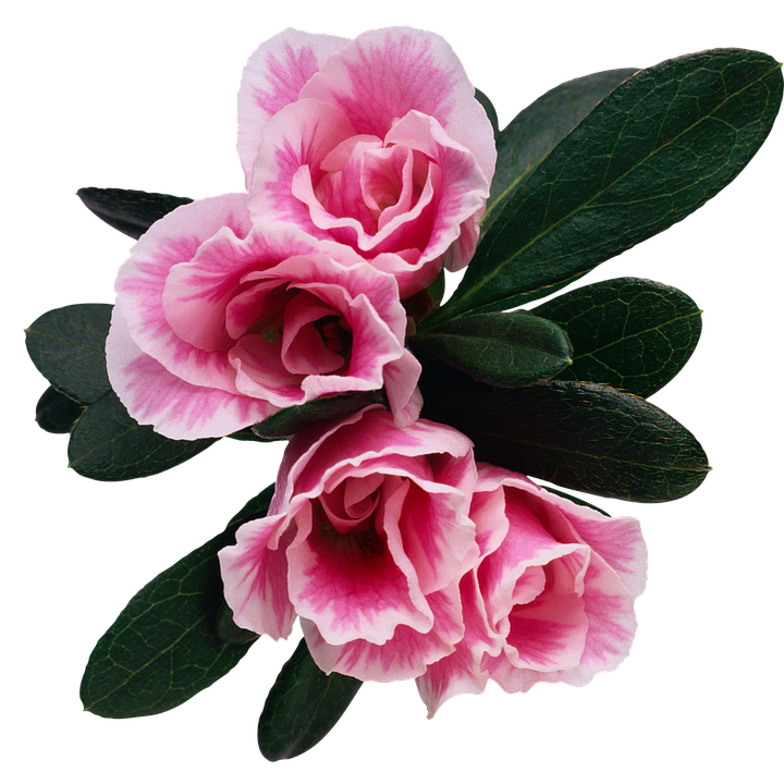 Pink Azalea Blooms Transparent Background PNG Image