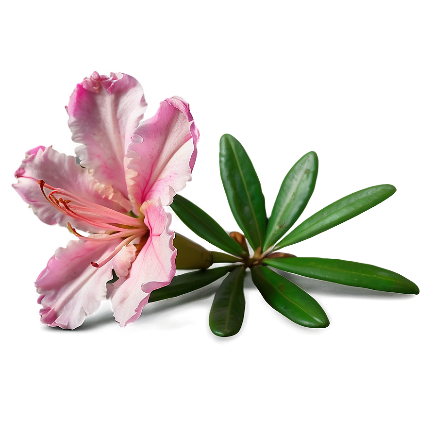 Pink Azalea Charm Png Nfv53 PNG Image