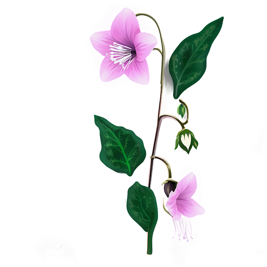 Pink Bellflower Grace Png Bww PNG Image