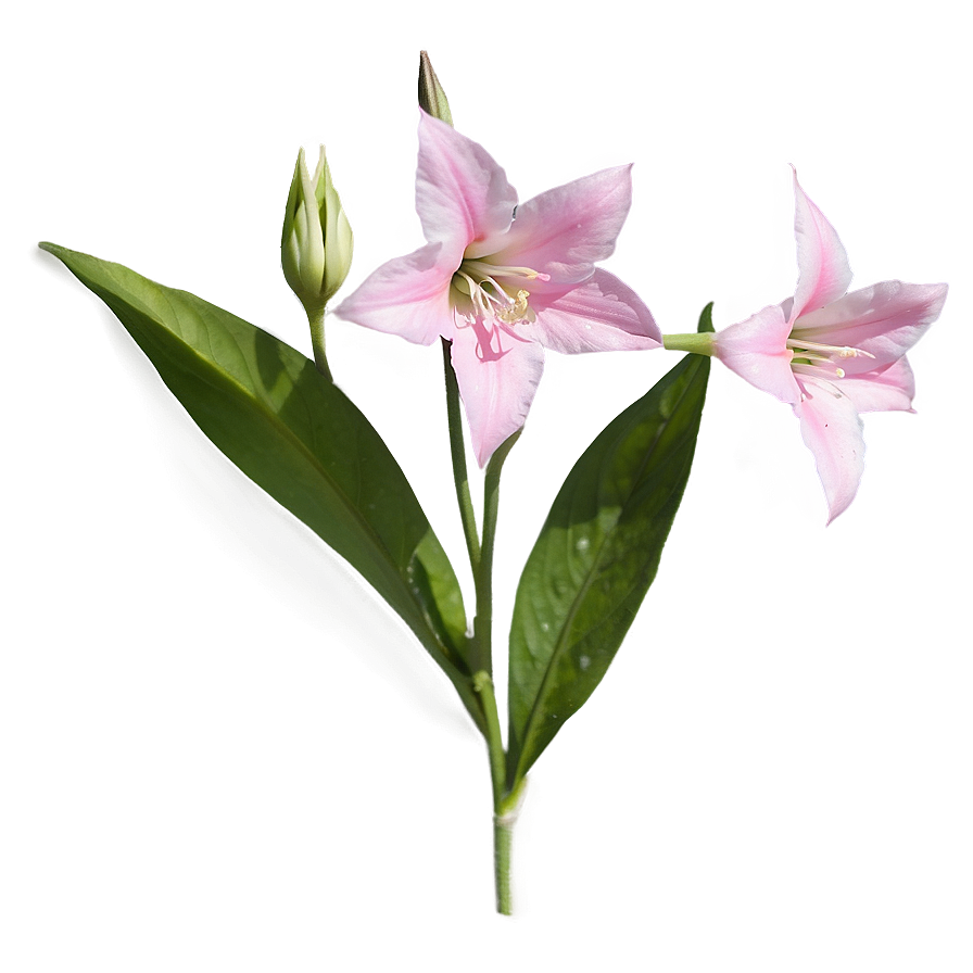 Pink Bellflower Grace Png Ihc PNG Image