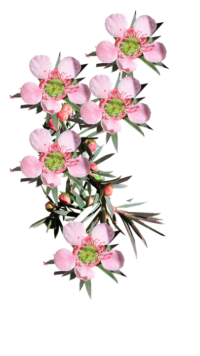 Pink Blooming Branch PNG Image