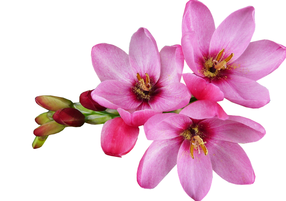 Pink Blooming Flowers Transparent Background PNG Image