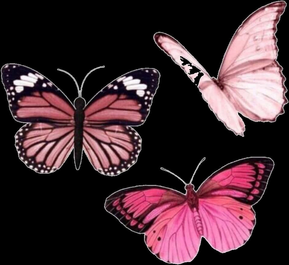 Pink Butterflies Trio PNG Image