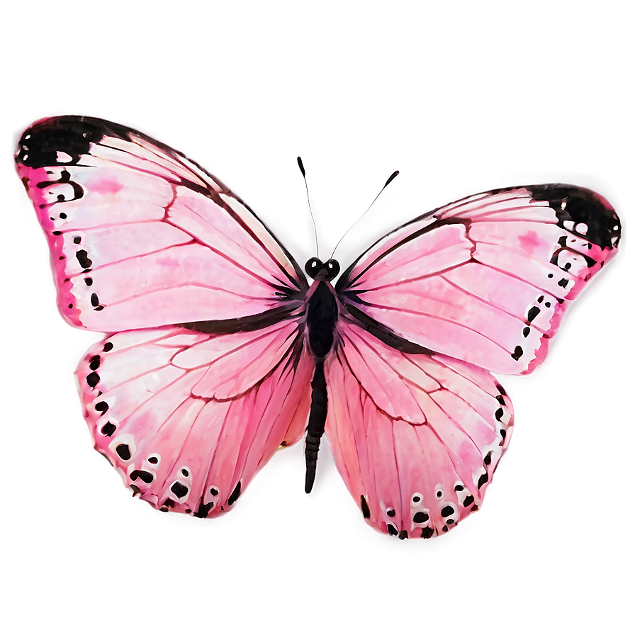 Pink Butterfly Close-up Png 06212024 PNG Image