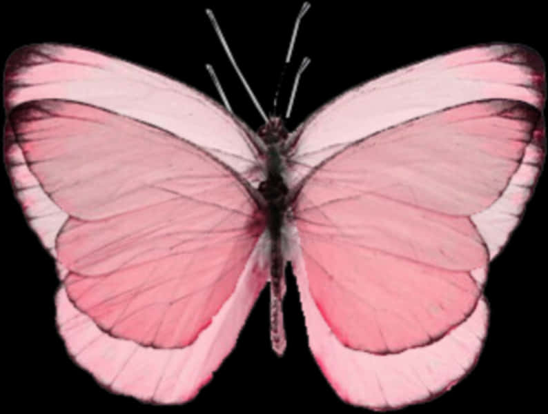 Pink Butterfly Transparent Background PNG Image