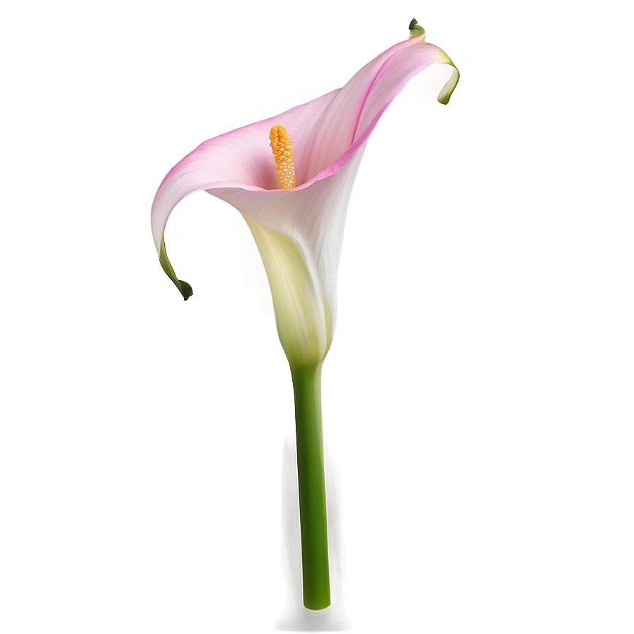 Pink Calla Lily Png Jdr PNG Image