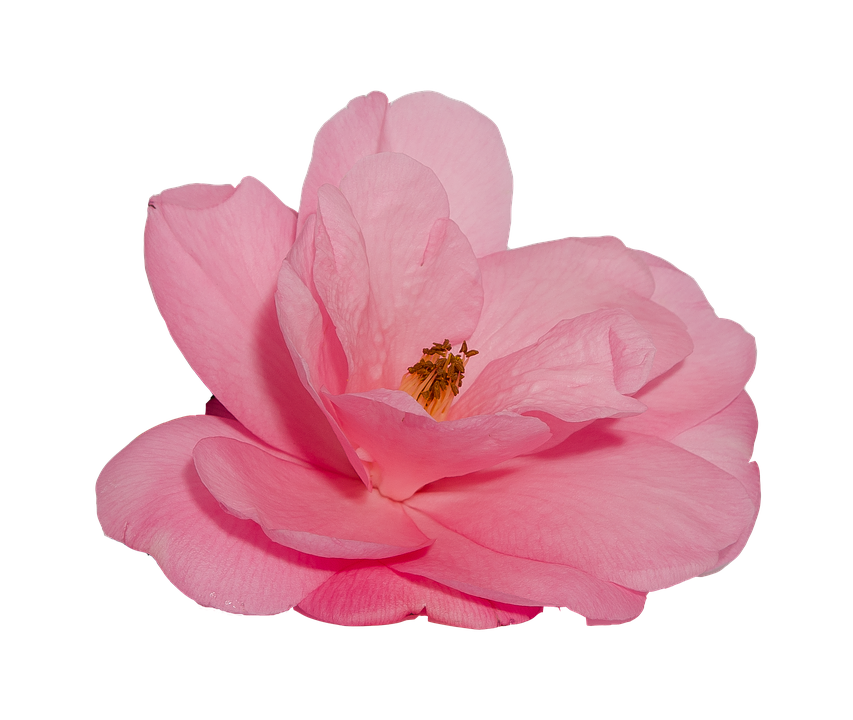 Pink Camellia Flower Isolated Background PNG Image