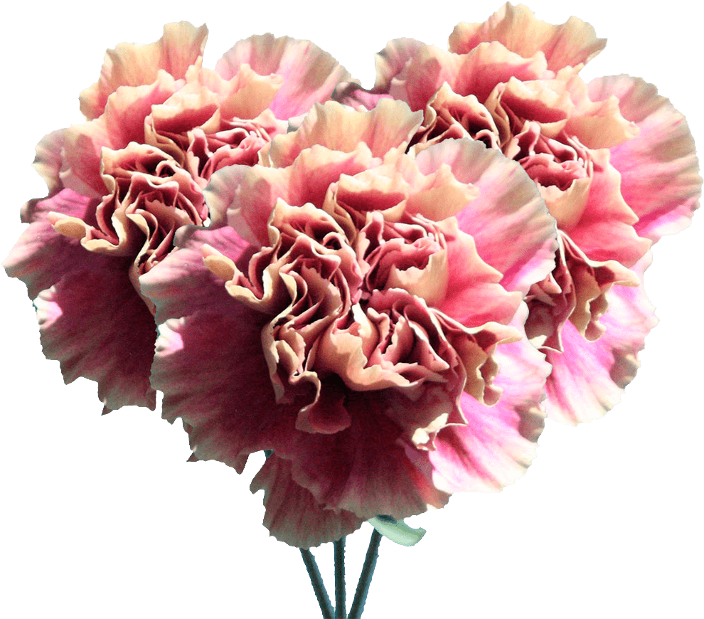 Pink Carnation Bouquet Isolated PNG Image