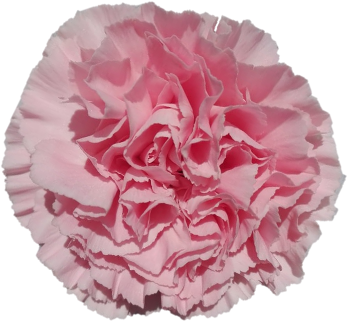 Pink Carnation Close Up PNG Image