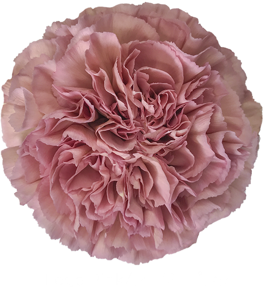 Pink Carnation Closeup PNG Image