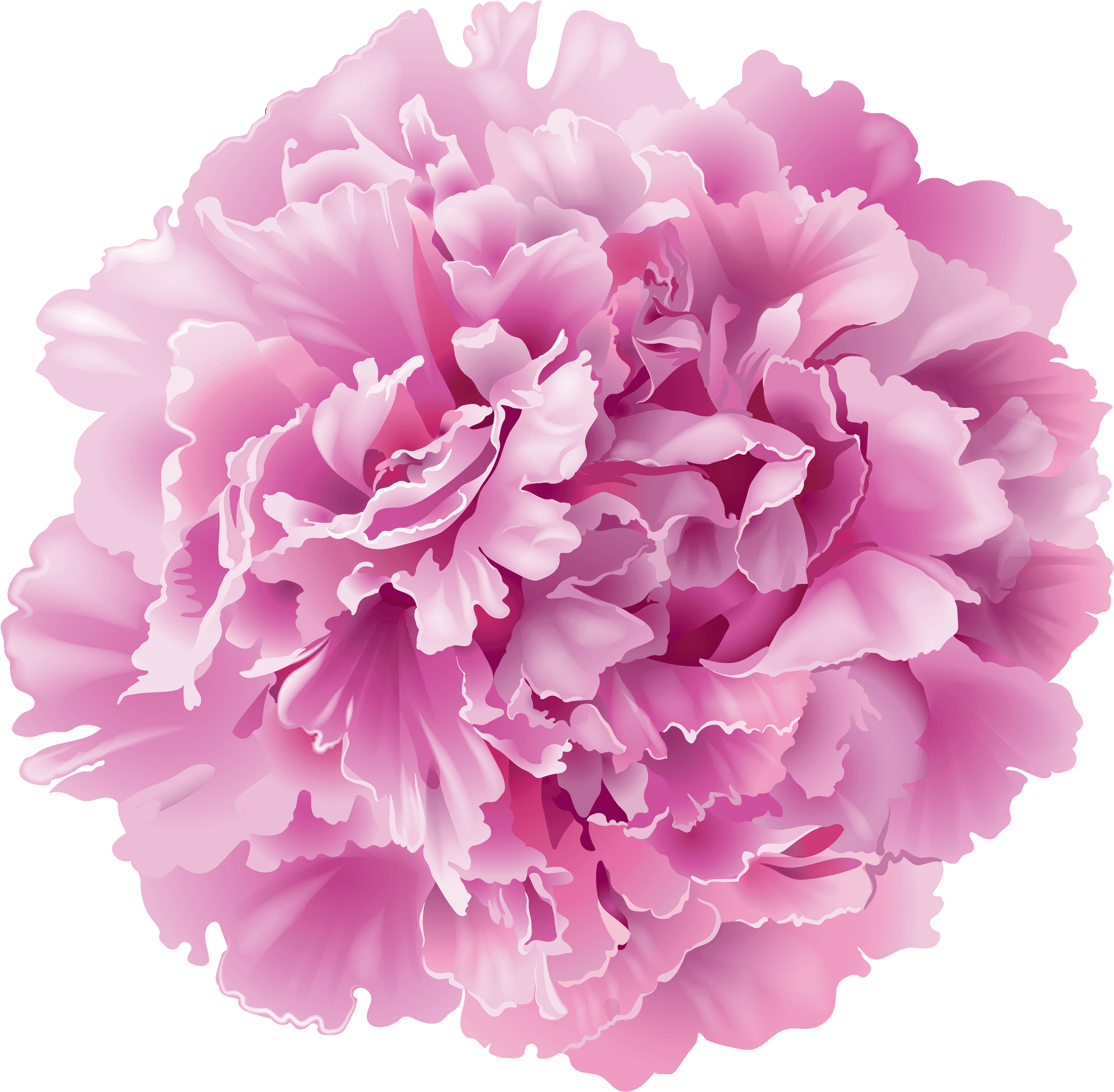 Pink Carnation Flower PNG Image