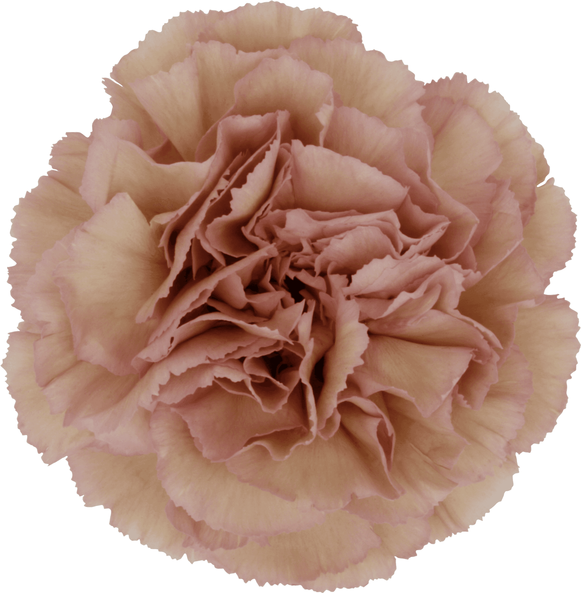 Pink Carnation Flower Closeup PNG Image