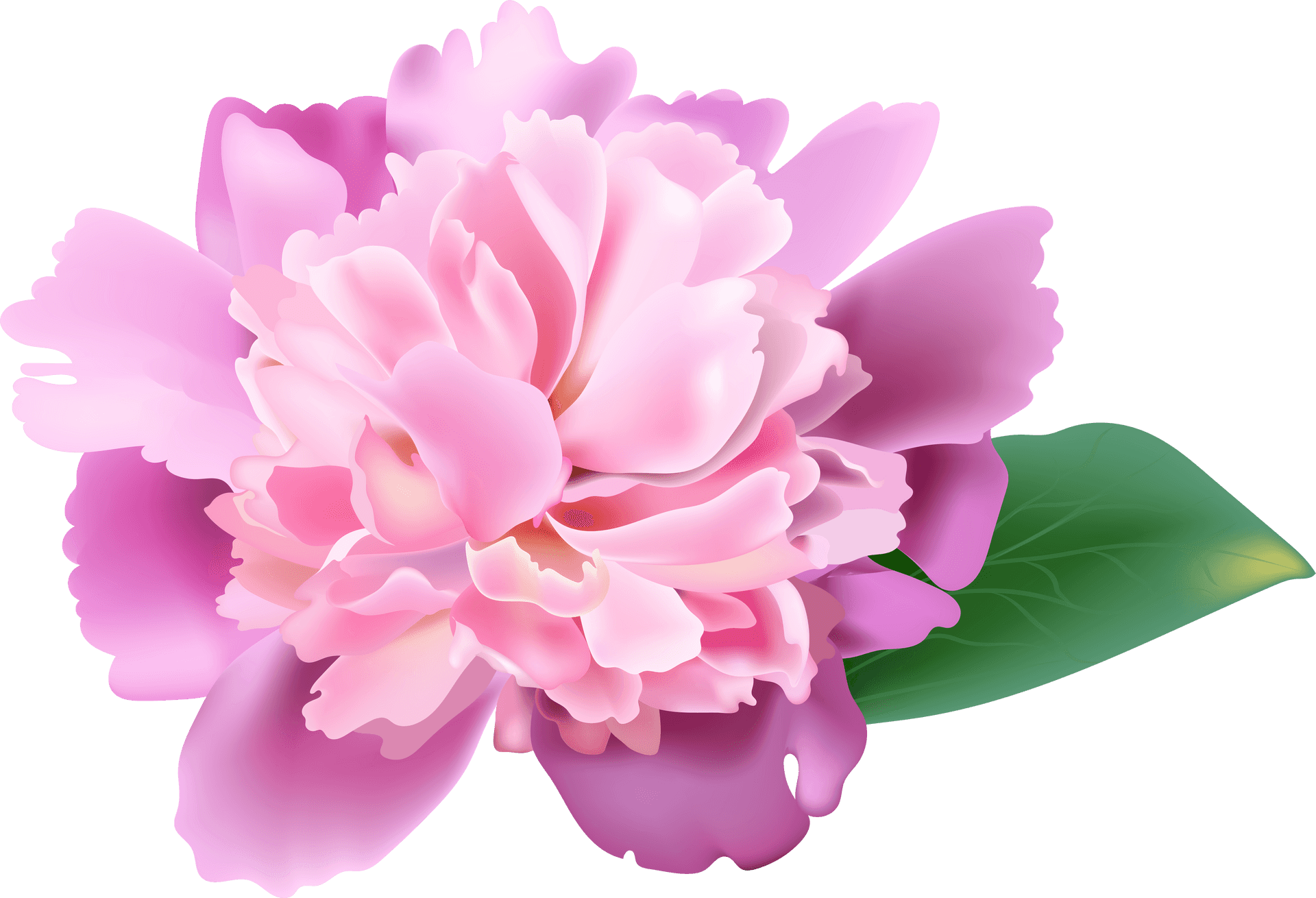 Pink Carnation Flower Illustration PNG Image