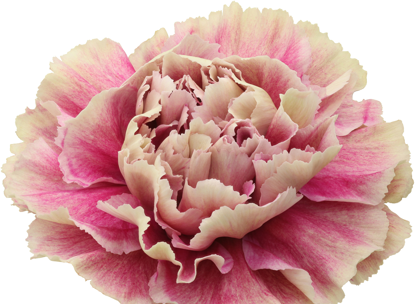 Pink Carnation Flower Isolated PNG Image