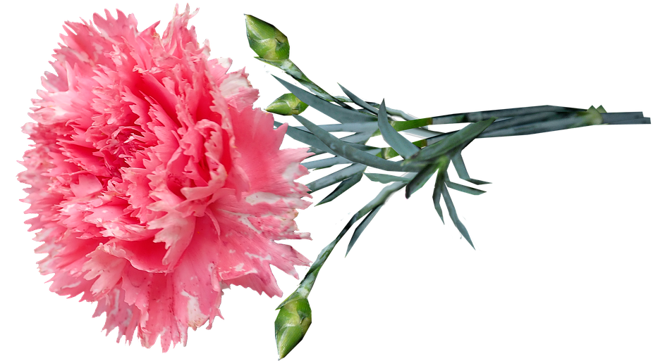 Pink Carnation Flower Transparent Background PNG Image