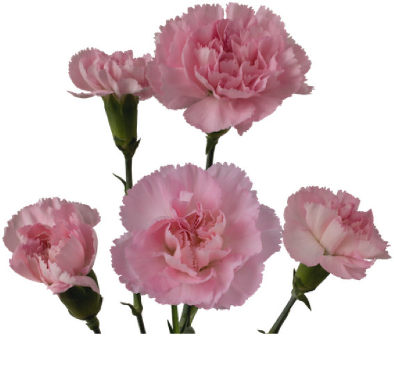 Pink Carnation Ornella Flowers PNG Image