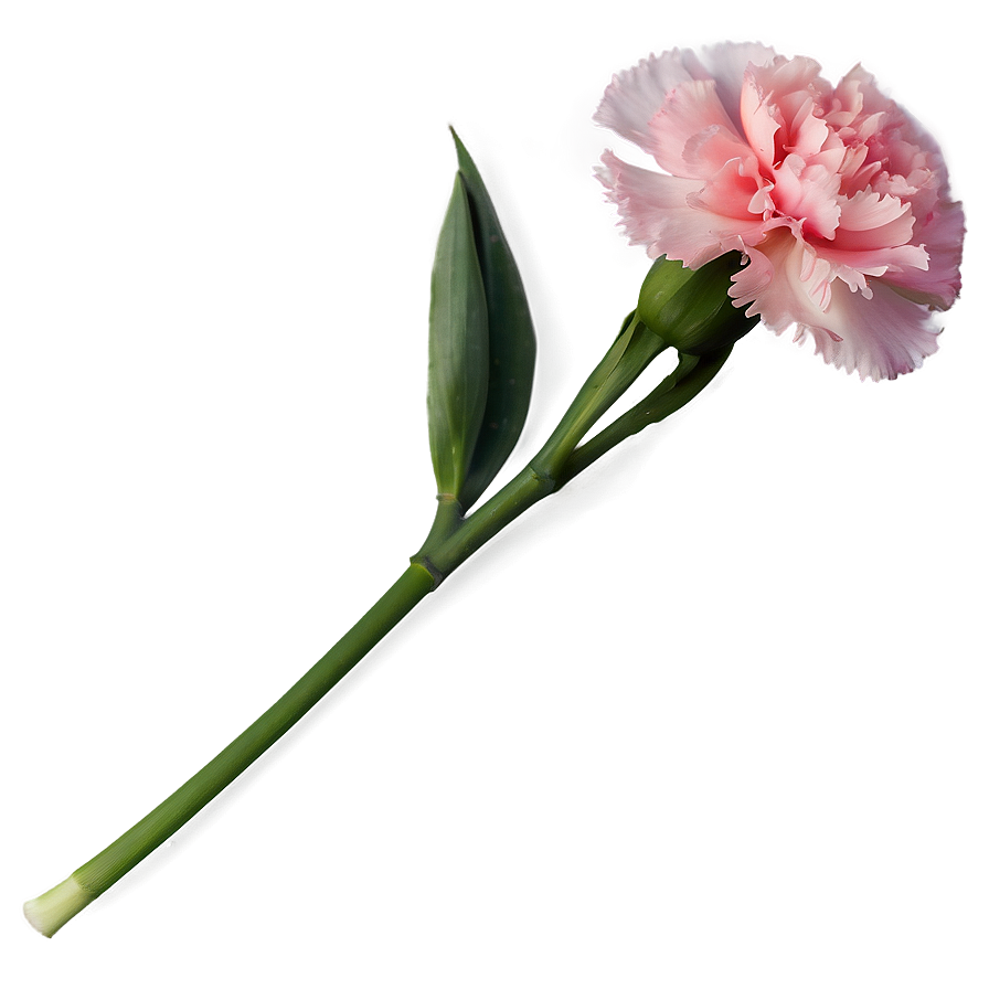 Pink Carnation Png 83 PNG Image