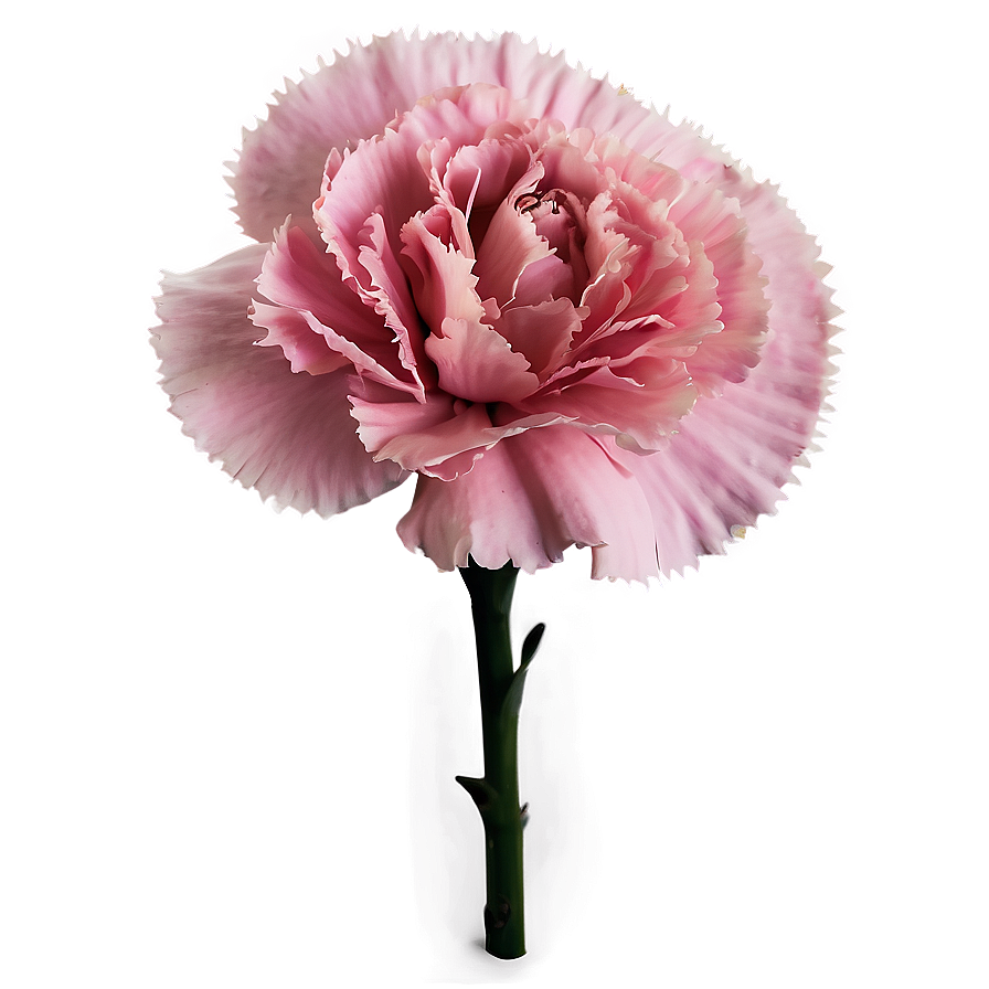 Pink Carnation Png Krm73 PNG Image