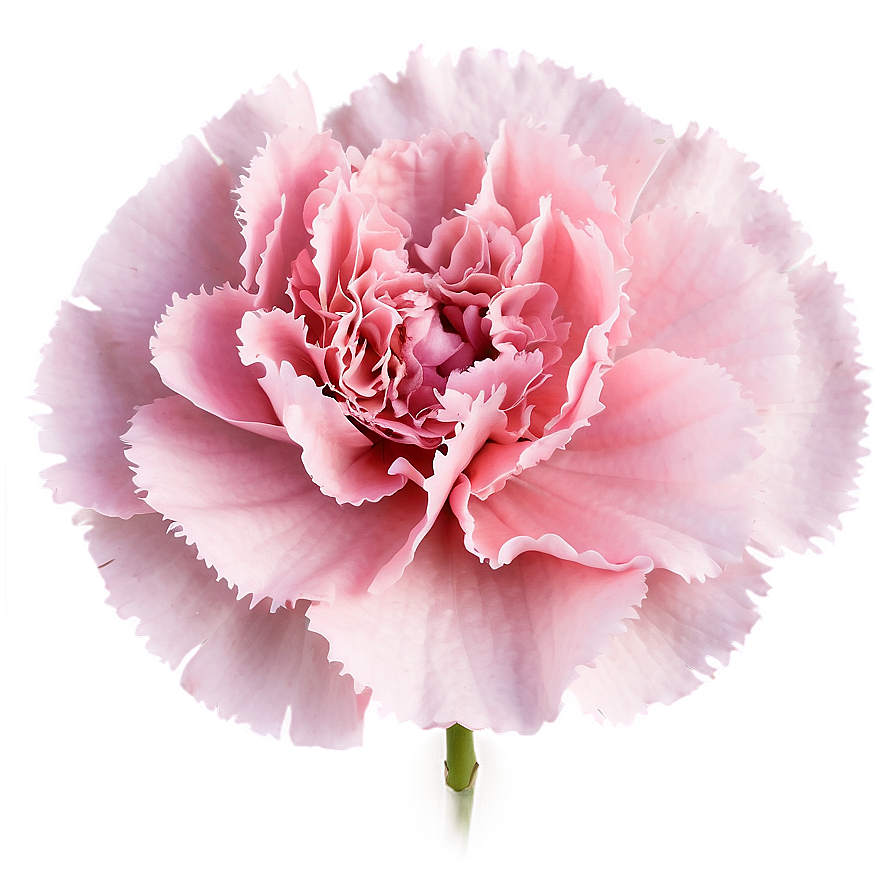 Pink Carnation Softness Png Xhn43 PNG Image