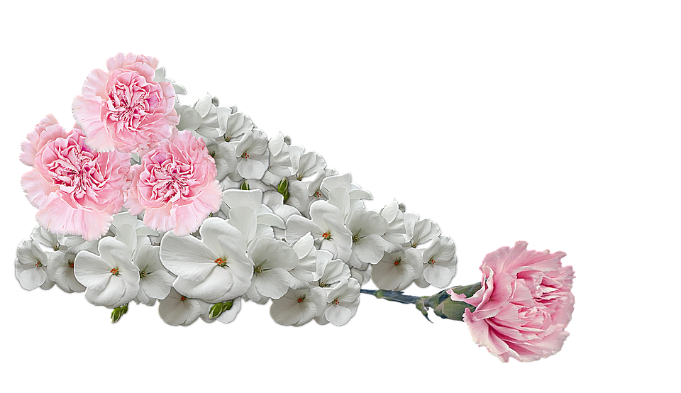 Pink_ Carnations_and_ White_ Phlox_ Flowers PNG Image