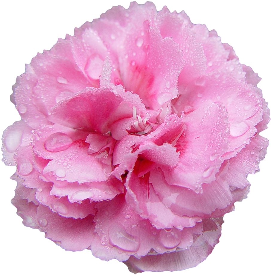 Pink Carnationwith Dew Drops.png PNG Image