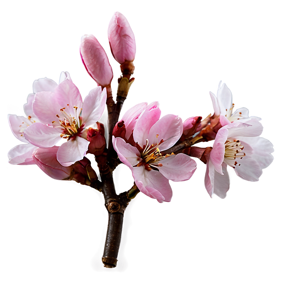 Pink Cherry Blossom Png 93 PNG Image