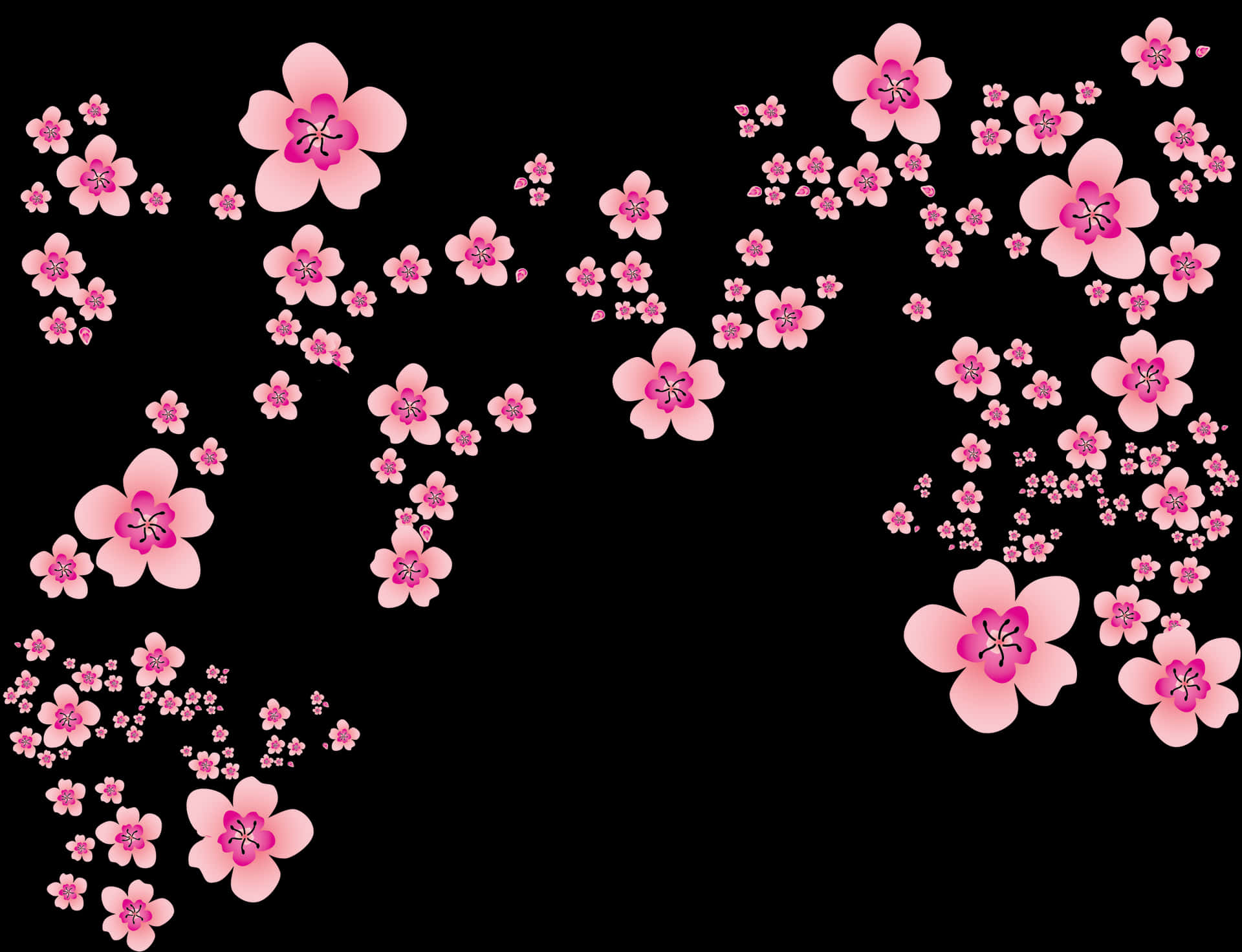 Pink Cherry Blossoms Black Background PNG Image