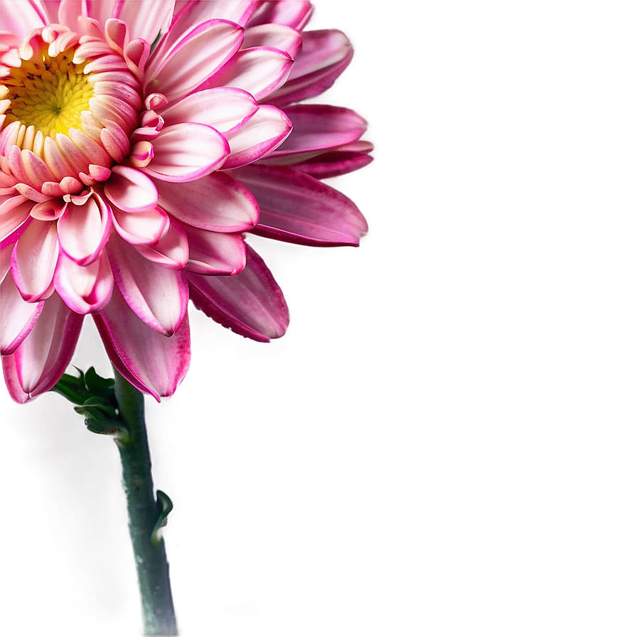 Pink Chrysanthemum Blossom Png Qwp PNG Image