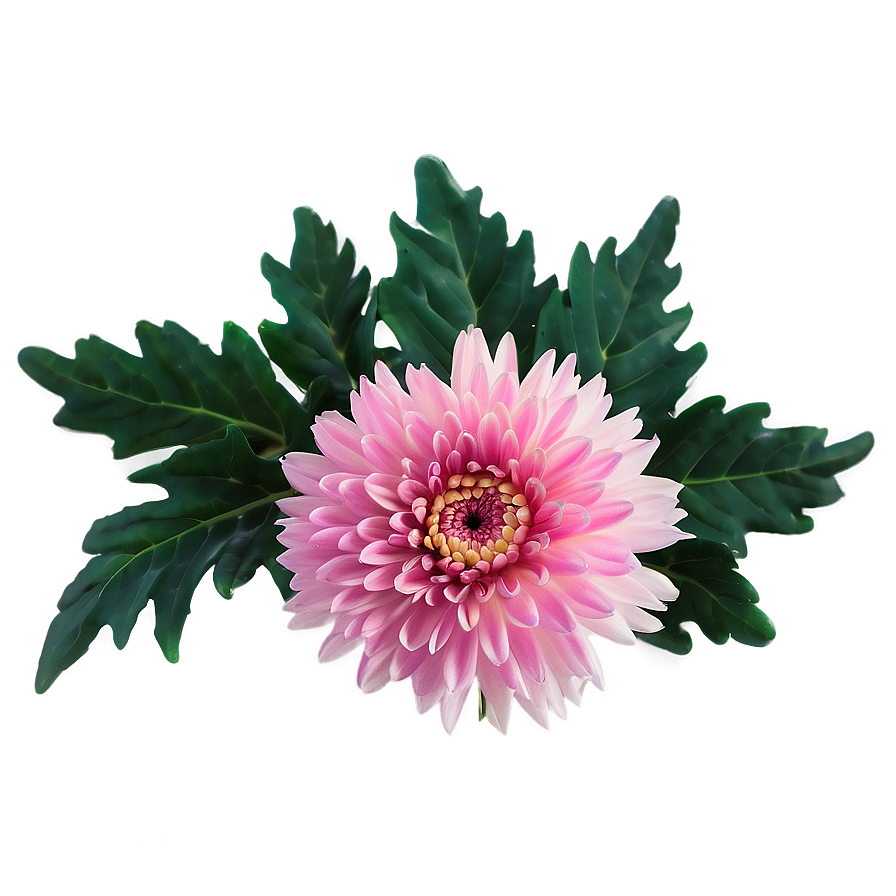 Pink Chrysanthemum Blossom Png Ydd78 PNG Image