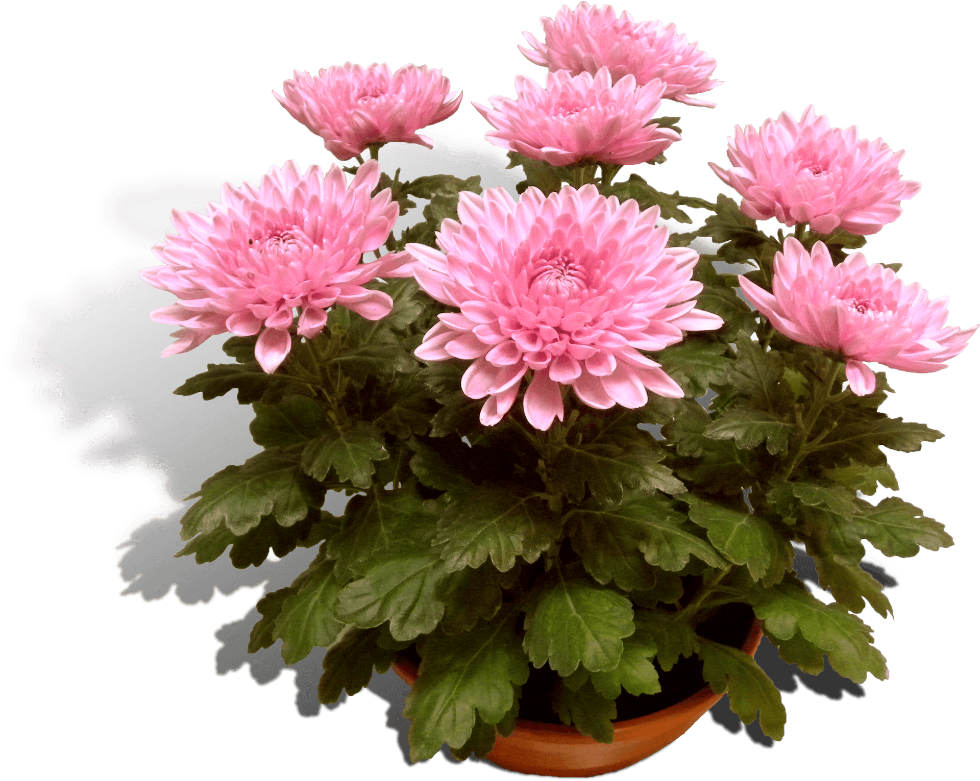 Pink Chrysanthemumsin Pot PNG Image