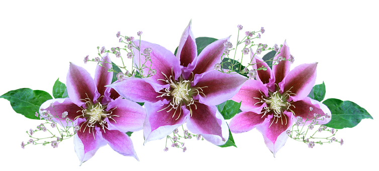 Pink Clematis Flowers Arrangement PNG Image