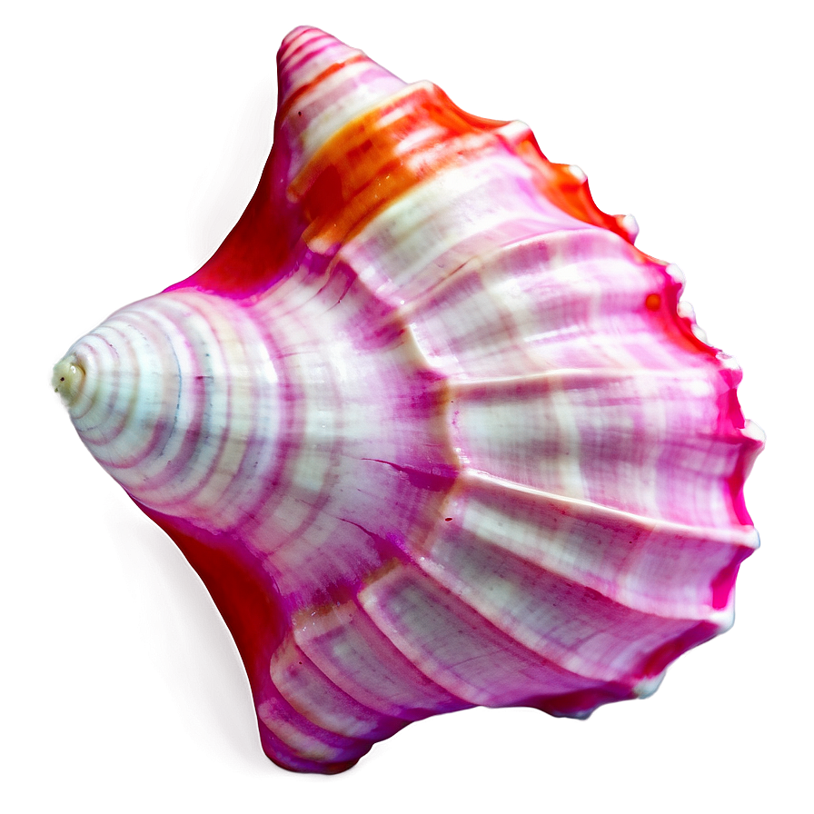 Pink Conch Shell Illustration Png 81 PNG Image