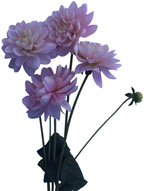 Pink Dahlia Bouquet Floral Display PNG Image