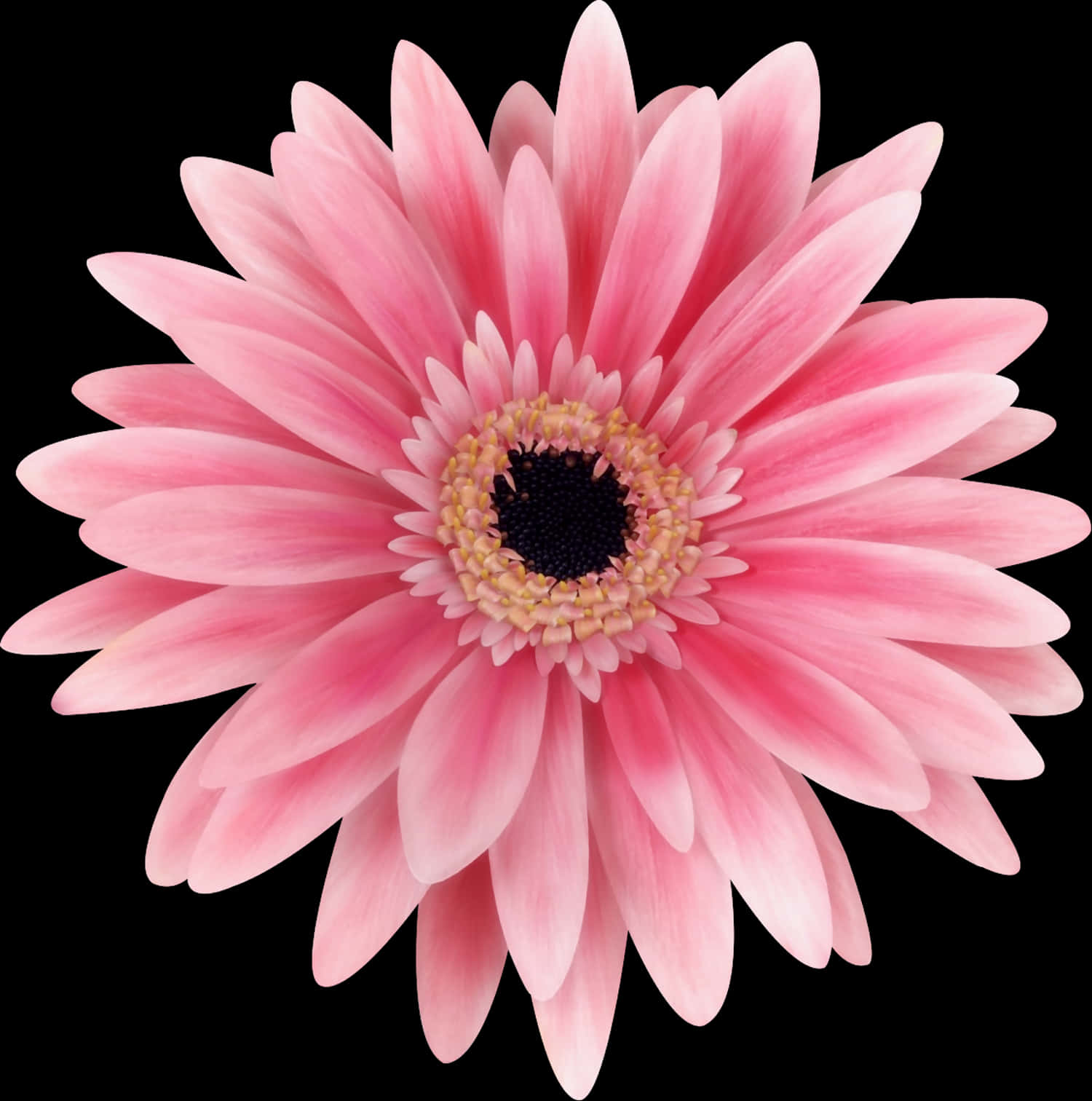 Pink Daisy Flower Closeup PNG Image