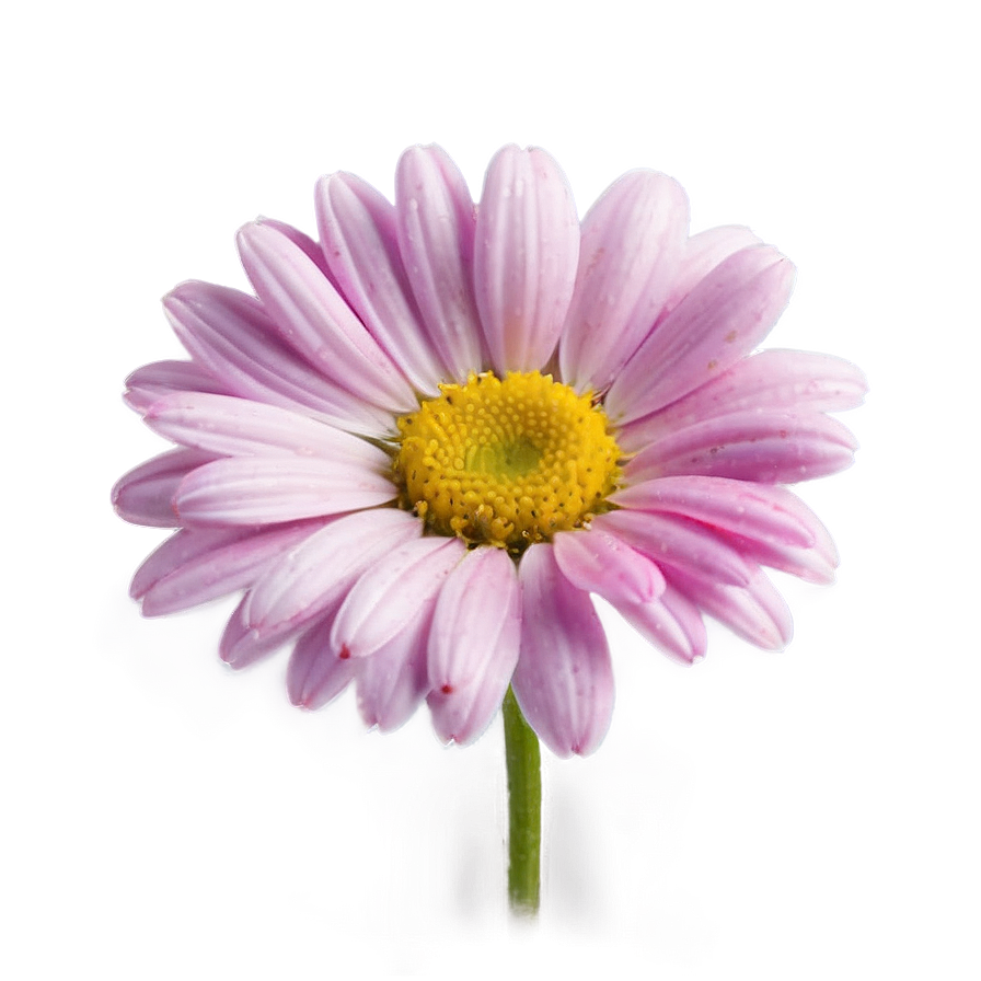 Pink Daisy Flowers Png Qto PNG Image