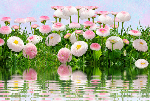 Pink Daisy Reflections PNG Image