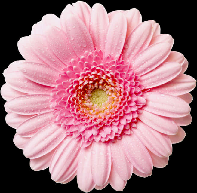 Pink Daisywith Water Droplets PNG Image