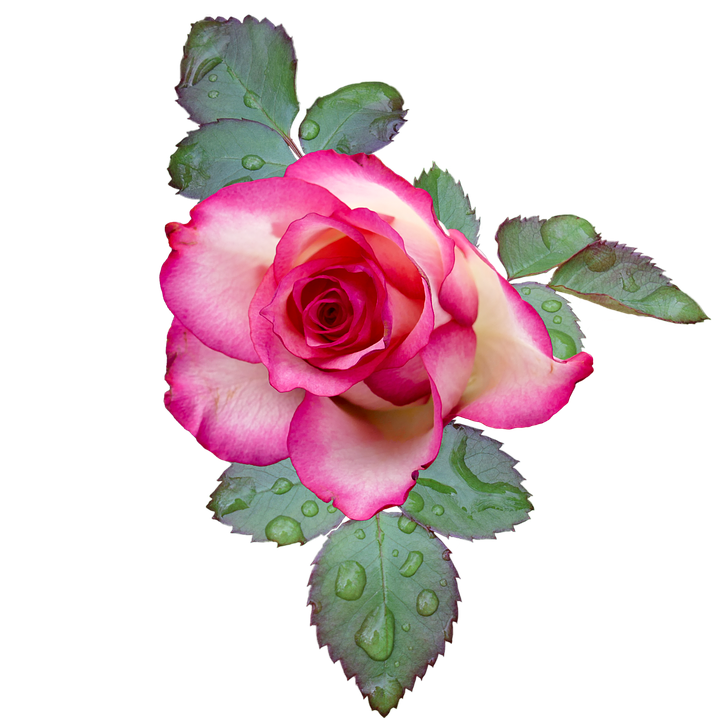 Pink Edged Rosewith Dewdrops.png PNG Image